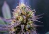 How To Check The Quality Of Your Cannabis Flower