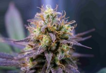 How To Check The Quality Of Your Cannabis Flower