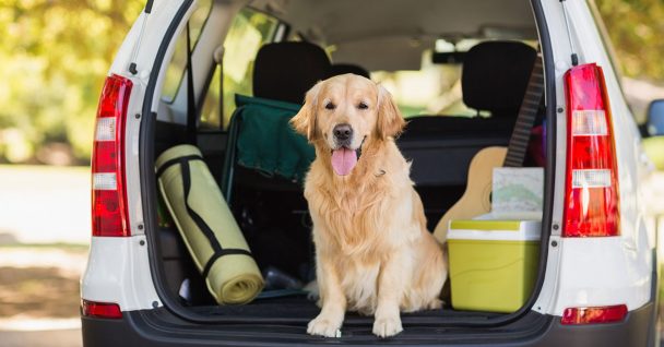 Dog Trainers in Philadelphia Making Reactive Dogs Leash Friendly