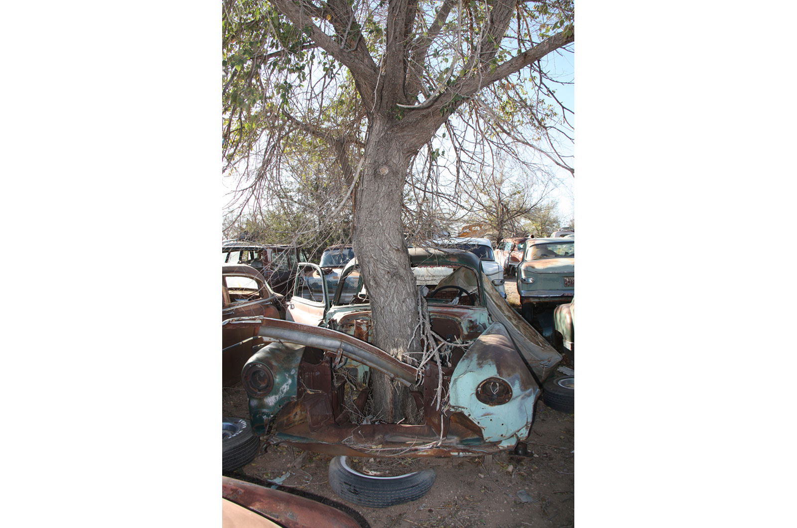 Chevrolet Styleline tree