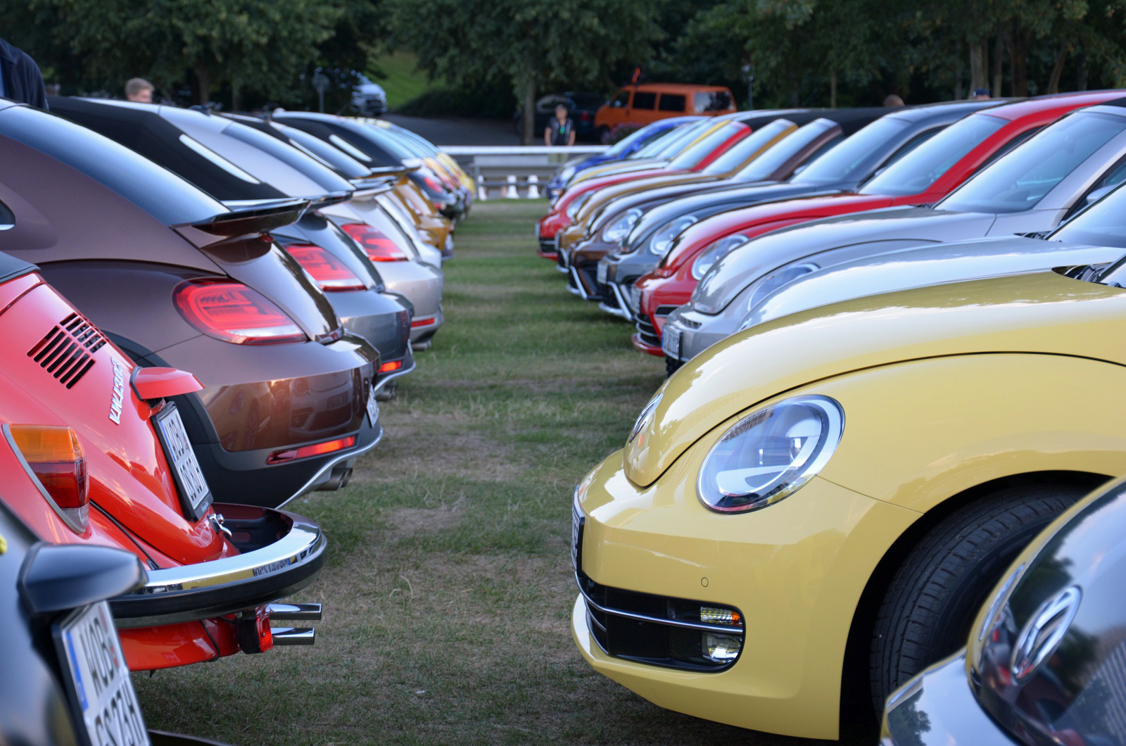 Beetle gatherings