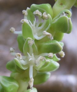 coconut-flowers