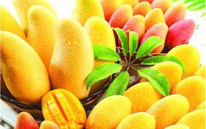 mangoes