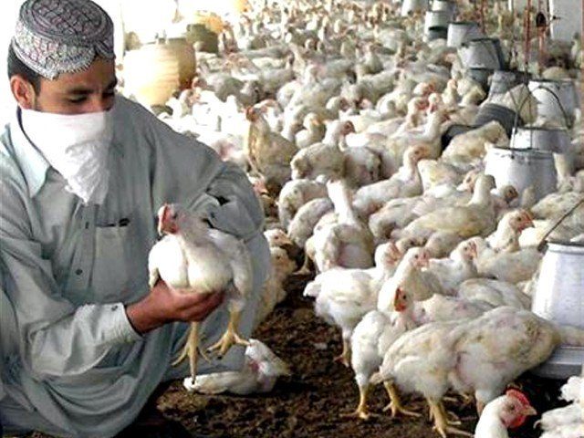 Poultry, meat and eggs may contain harmful drugs, NA committee told committee
