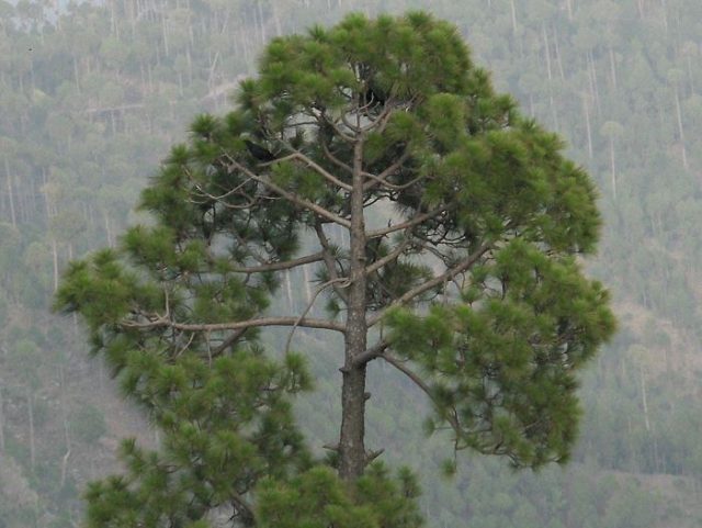 100 million trees to be planted in Pakistan over five years 100 million