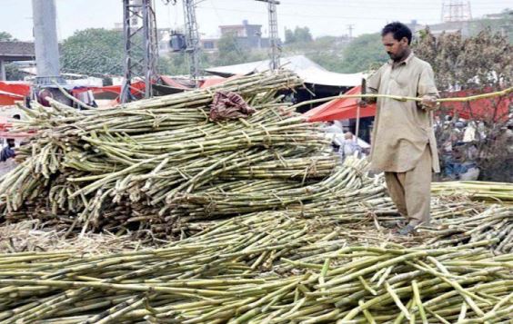 Sugarcane farmers lose battle against powerful mill owners powerful