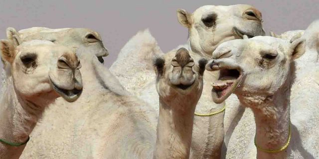 Saudis ban botox lips for Camels at beauty pageant botox lips