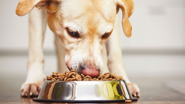 Now Pet Lovers get an International Brand Locally for their Cats and Dogs! Brand