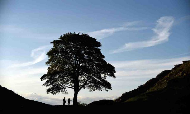 Latin America's'magic tree' slowly coming back to life magic tree