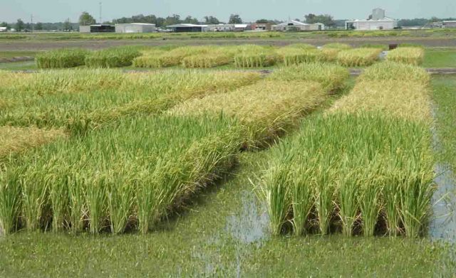 Plight of rice exporters SBP needs to open a new bank that deals in regional currencies regional