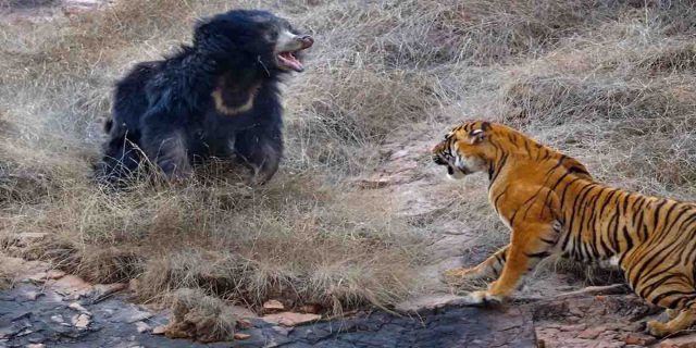 Rumble in the jungle mother bear fights off Indian tiger jungle