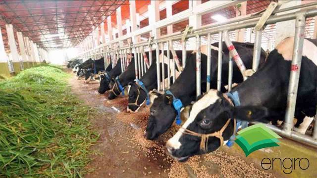 Engro signs to revolutionize Dairy as industry struggles Dairy