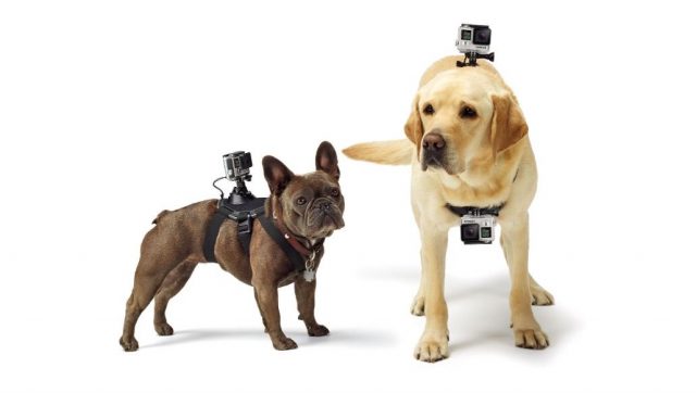 pets high-tech