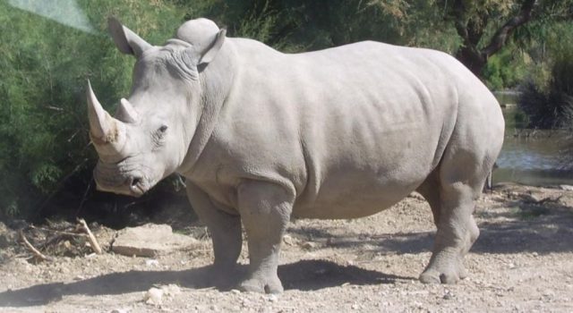 Sudan, the world's last White Rhino, dies aged 45 last