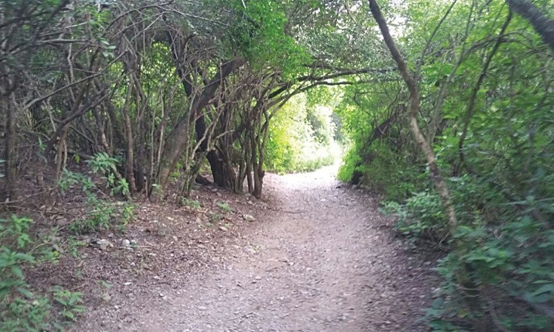 Boy Goes Missing on Trail 5, Body Found