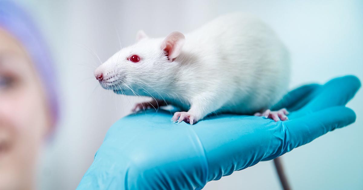 Are animal studies relevant to human health? - Global Village Space Are animal studies relevant to human health? - Global Village Space