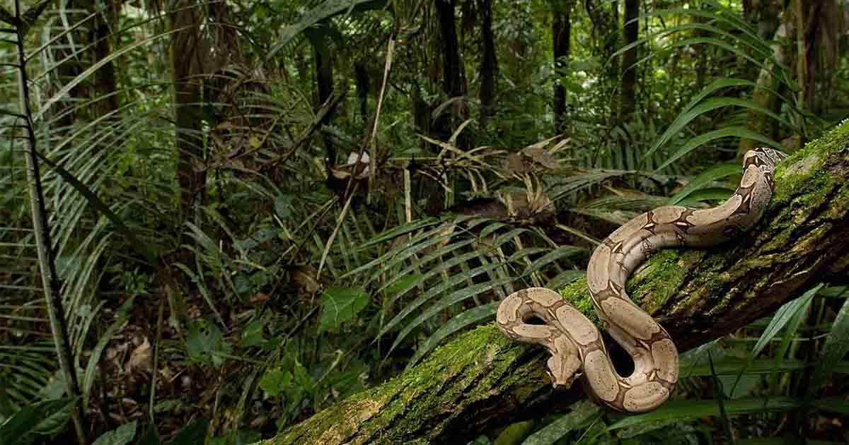 ecological paradises