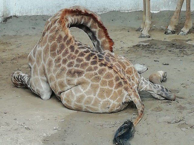 animals-are-dying-in-pakistans-zoos-no-one-cares