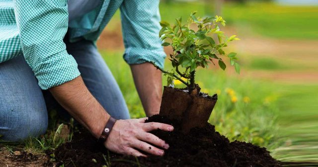 Billion Tree UK parliament