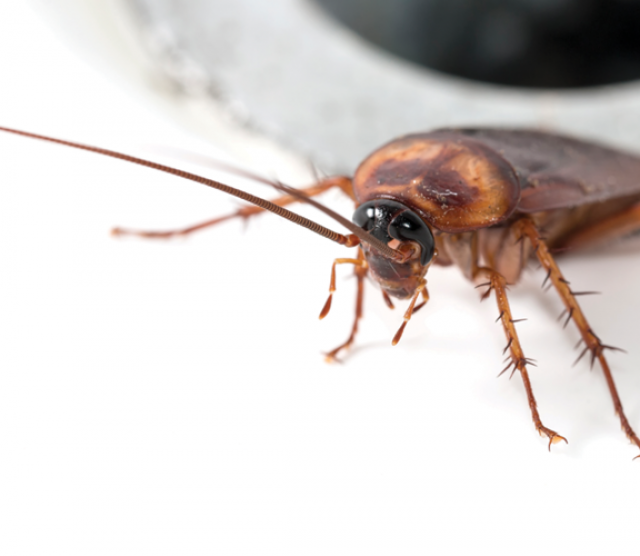 cockroaches-part-2-the-rule-of-law-and-due-process