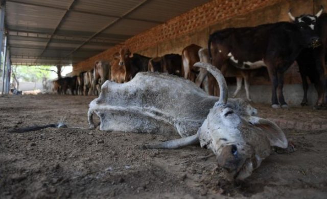cows-come-home-to-haunt-indias-modi
