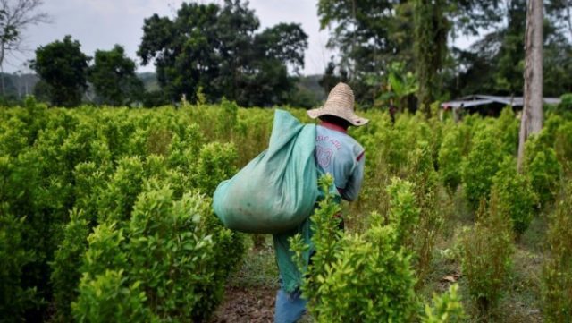 desperate-venezuelan-migrants-turn-to-colombia-coca-plantations