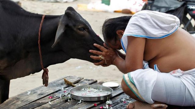 india-voters-hoof-out-cow-minister-in-state-elections