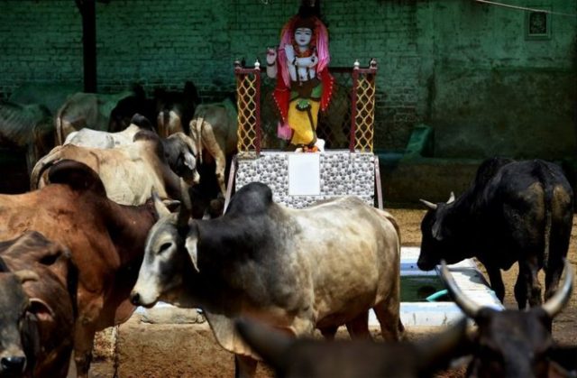 indian-criminals-to-undergo-cow-therapy