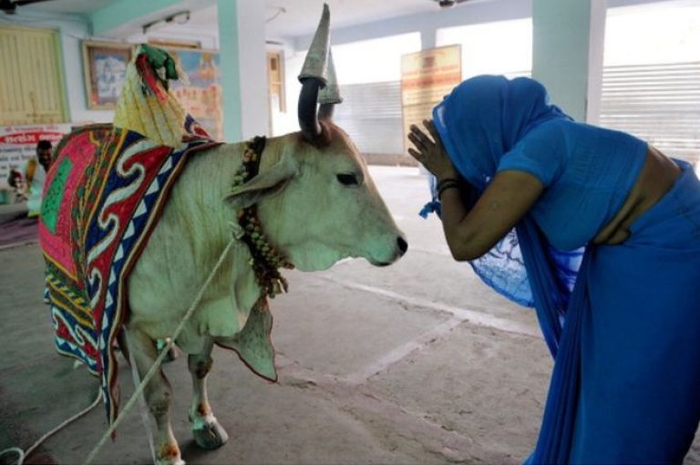 Indian Education Minister ‘diseases can be cured by strolling near a cow’