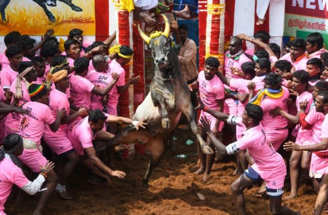 indias-bull-wrestling-festival-claims-two-lives