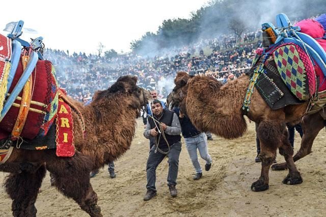 into-the-arena-for-camel-wrestling-in-turkey