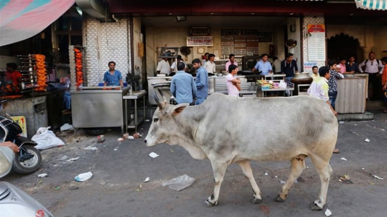 Muslim man killed over alleged cow smuggling in India