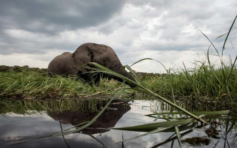 Elephant habitat loss in Asia due to human activities