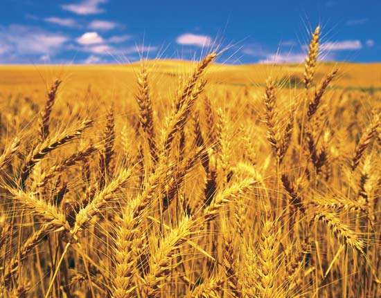 Flour Prices Plummet after Punjab Gov Fails to Procure Wheat
