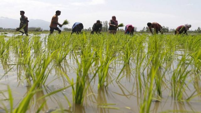 sindh-government-is-destroying-wheat-after-sugarcane-pti
