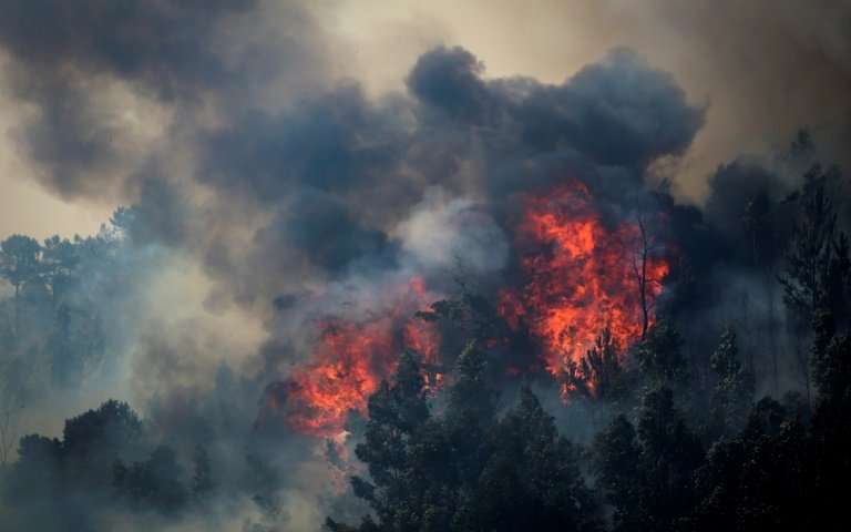 Forest Wildfires: A Dire Wake-Up Call for Urgent Climate Action