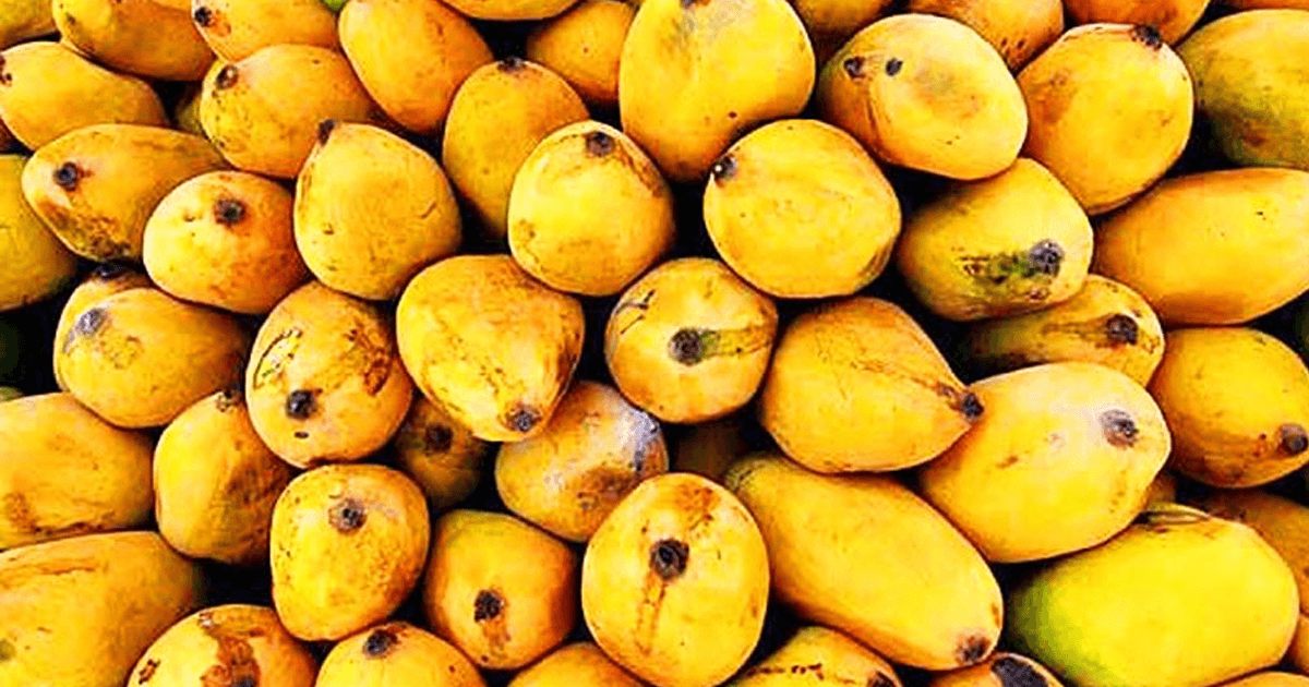 mangoes