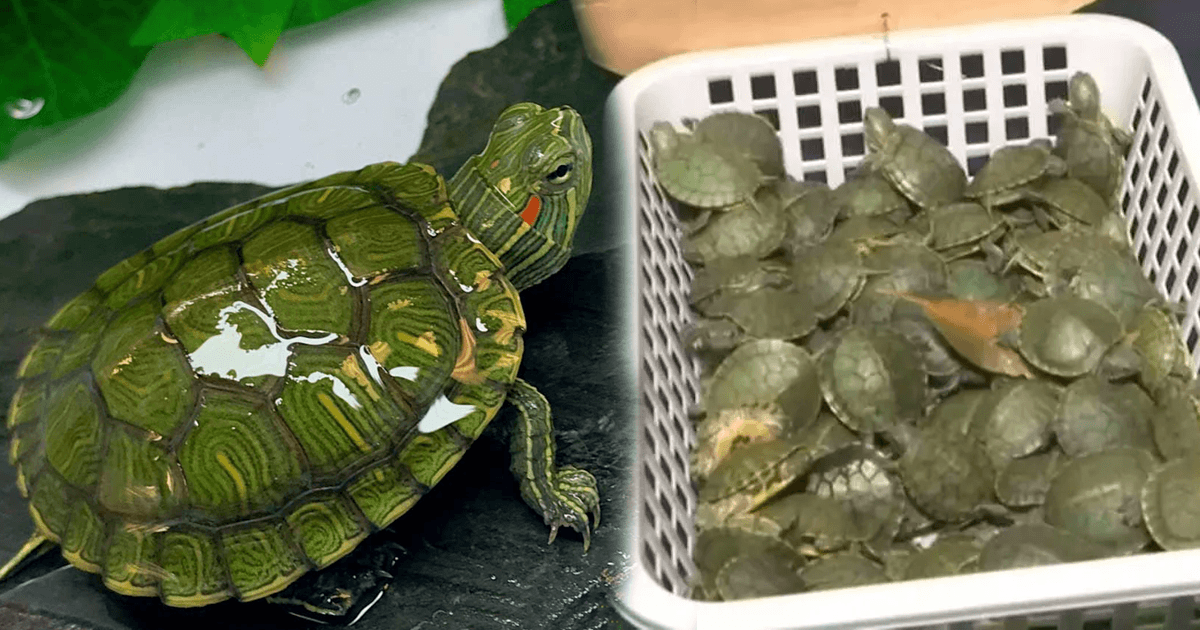 Malaysian sales turtle pet