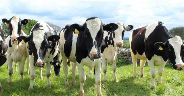 How is Nestle Pakistan Empowering Dairy Farmers Nestle