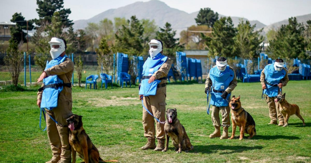 The dogs who sniff out explosives in Kabul dogs