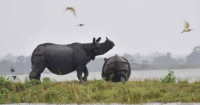 Tiger, rhinos flee to higher ground as flood hits India flood