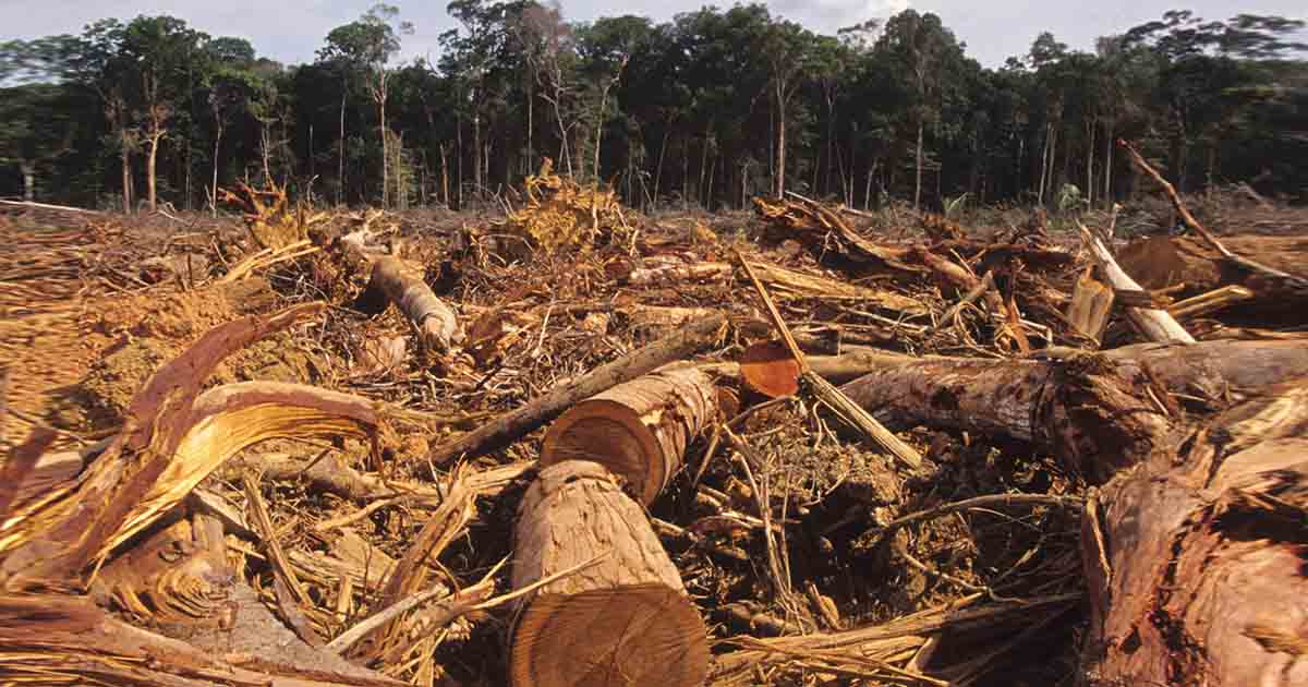 Amazon Rainforest Being Cut Down At Record Pace Under Bolsonaro