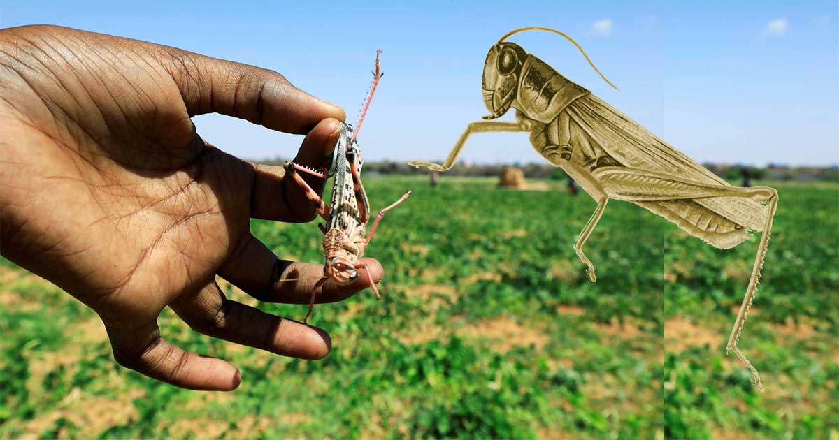 Locust