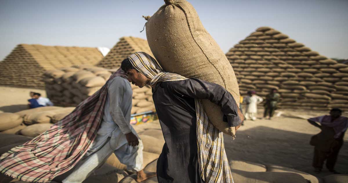 Flour Shortage Govt to import wheat to tackle crisis