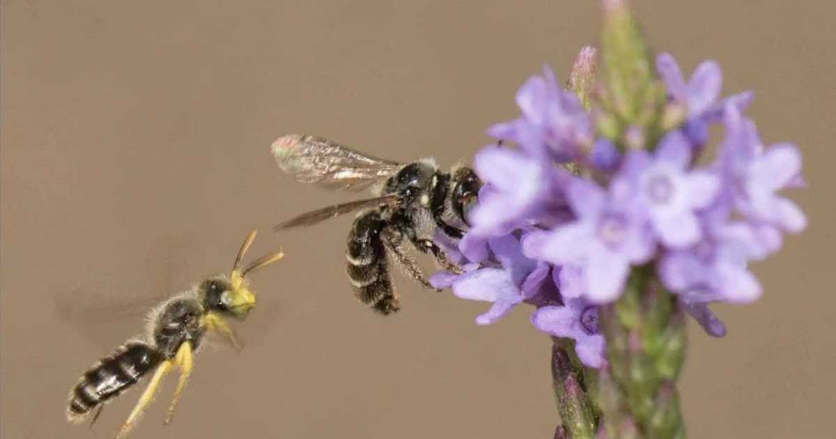 Bee