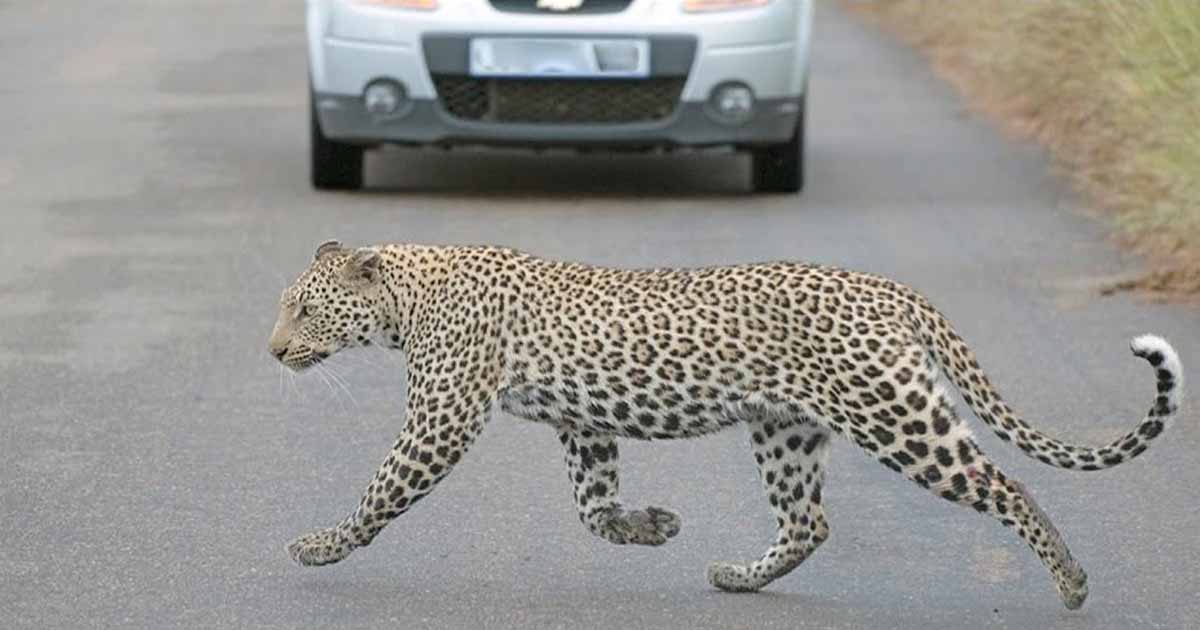 Leopards spotted in Pakistan