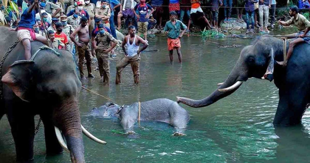 pregnant elephant died Kerala