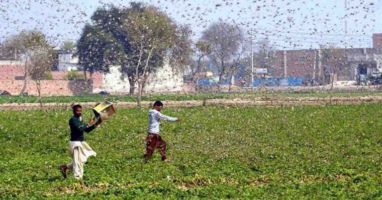 Pakistan carries out locust control operations in 538,934 hectares