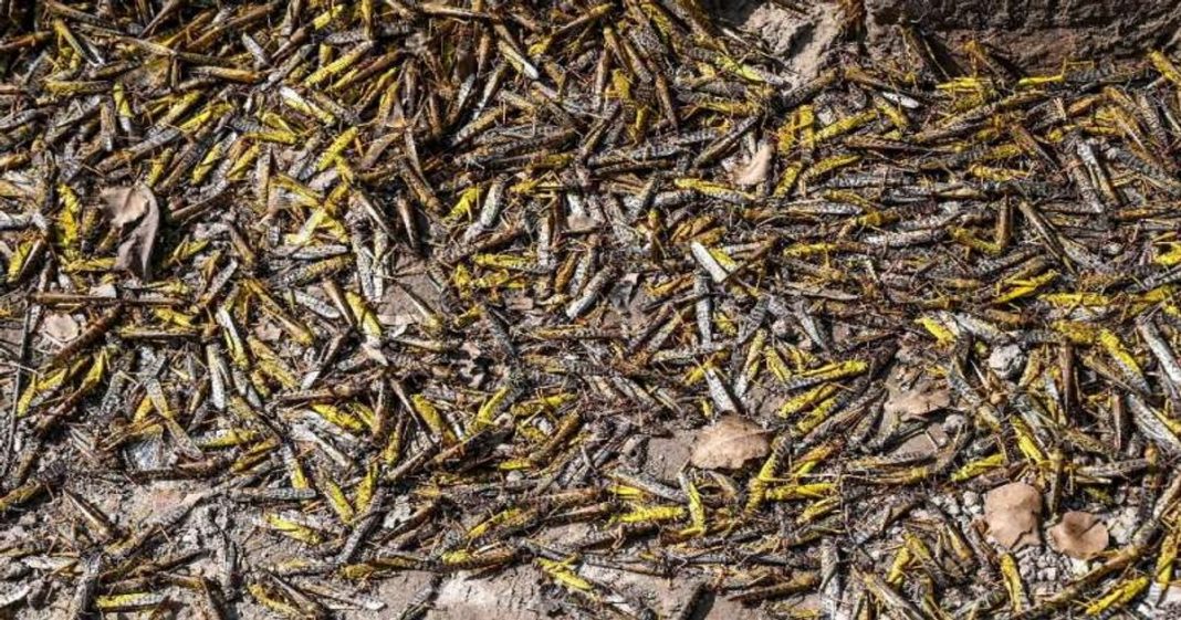 locusts being fed to chickens in pakistan