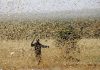 Pakistan fights off locust